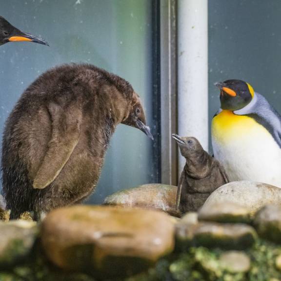 Dreifaches Babyglück bei den Königspinguinen im Zoo Basel