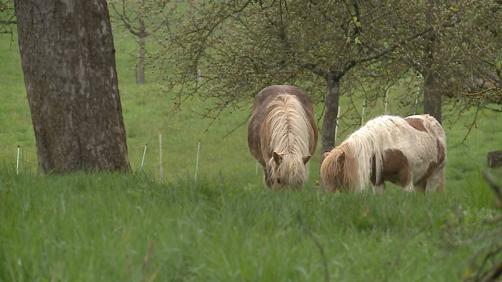 Happy End für Ponys: „Sehr viele haben angerufen“