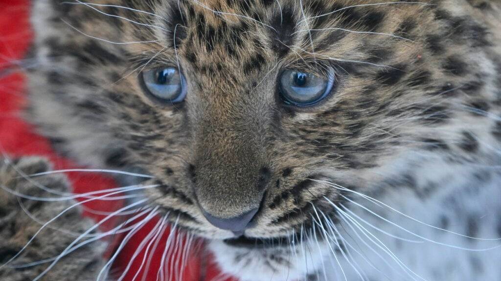 Überraschungsbesuch: Ein vierjähriger Leopard gelangte aufs Schweizer Botschaftsgelände im nepalesischen Kathmandu. (Themenbild)
