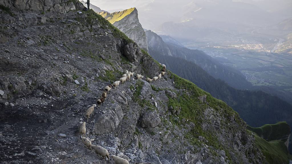 Grosse traditionelle Schafwanderung in Graubünden