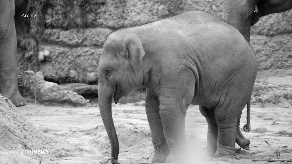 Der Elefantenbulle Umesh ist gestorben