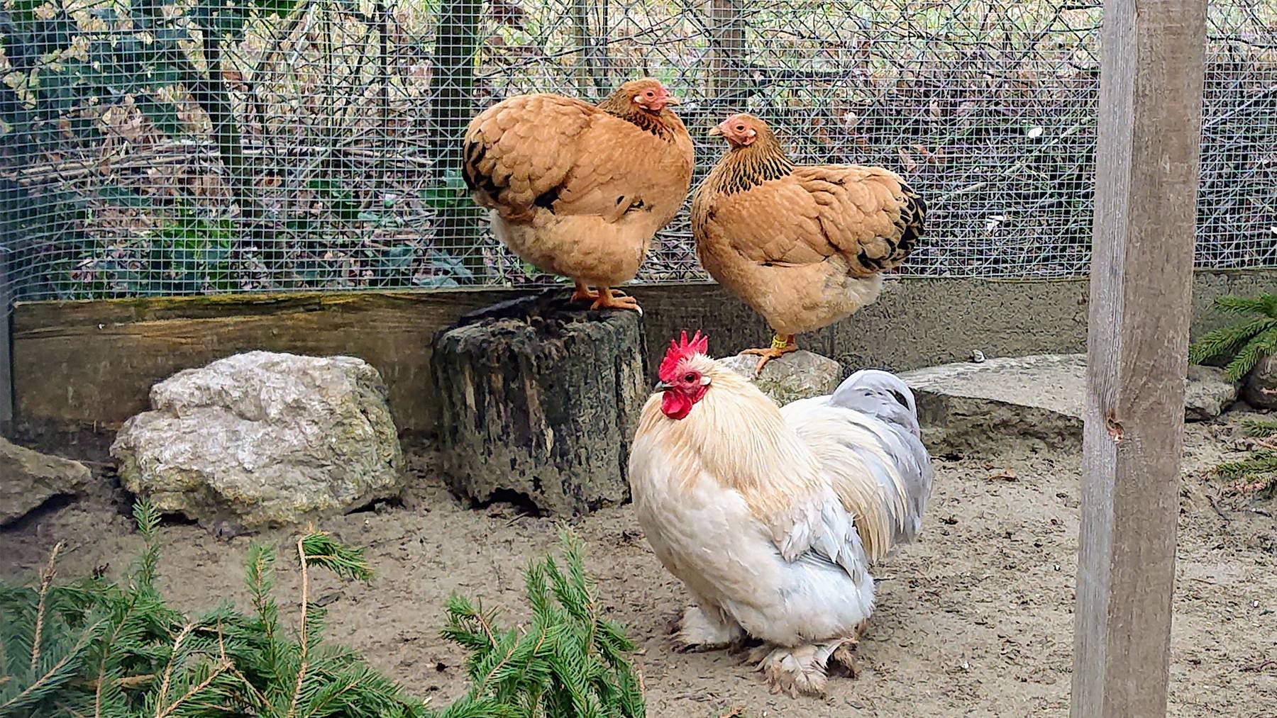 1 Hahn und 2 Hühner