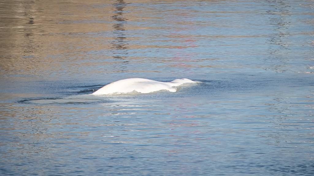 In Seine verirrter Belugawal aus dem Wasser gehoben