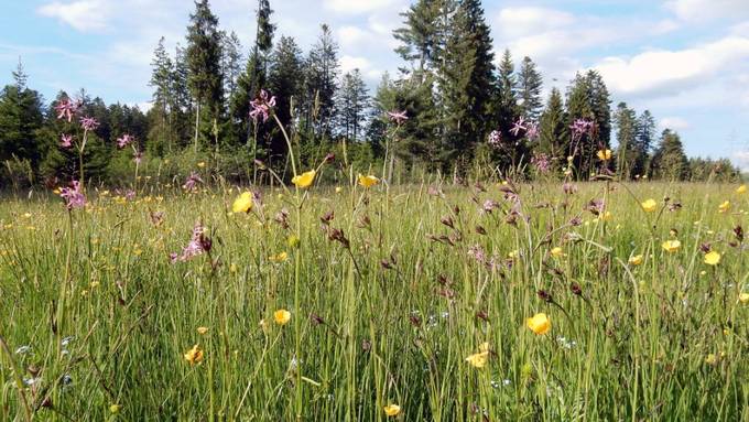 Förderflächen für Artenvielfalt bräuchten mehr Platz und Qualität