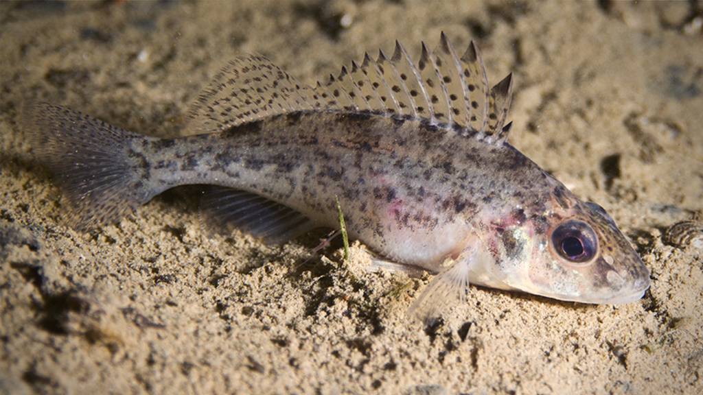 Tierische Eindringlinge