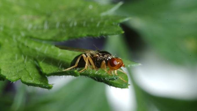 Weniger Möhrenfliegen in heissen Sommern