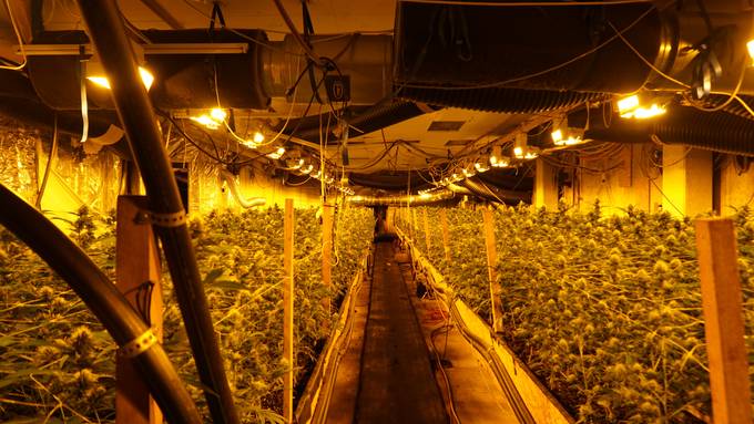 Professionelle Hanfanlage entdeckt: 300 Kilogramm Marihuana beschlagnahmt