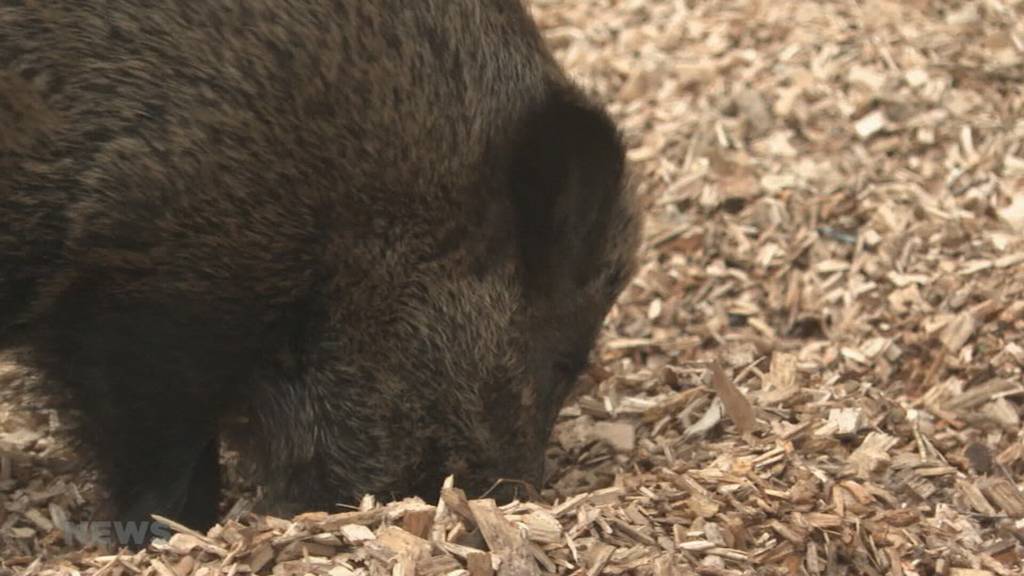 Wildschweine machen im Seeland Probleme