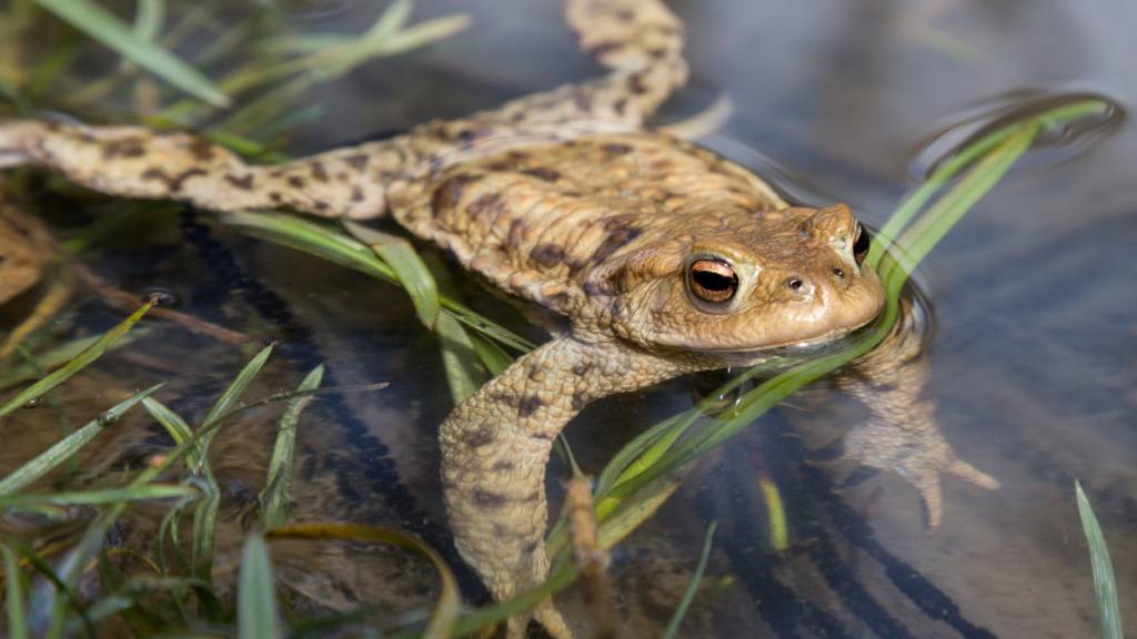 Ab Mitte Februar machen sich Frösche, Kröten und Molche zu Tausenden auf den Weg zu ihren Laichgewässern. Besonders gefährdet auf Strassen sind dabei Kröten. (Archivbild)