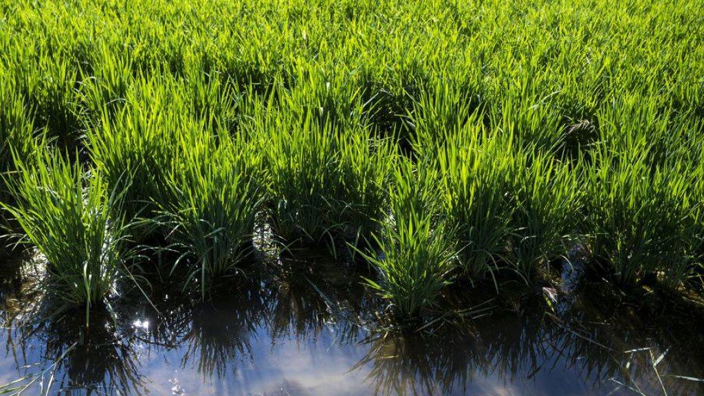 Pflanzen - hier Reis - gewinnen durch Photosynthese Energie. Bisher glaubte man, dass sie beim Weitertransport der Energie ins Zentrum Quanteneffekte nutzen, also eine Varietät von Transportwegen. Das wurde jetzt widerlegt. (Archivbild)