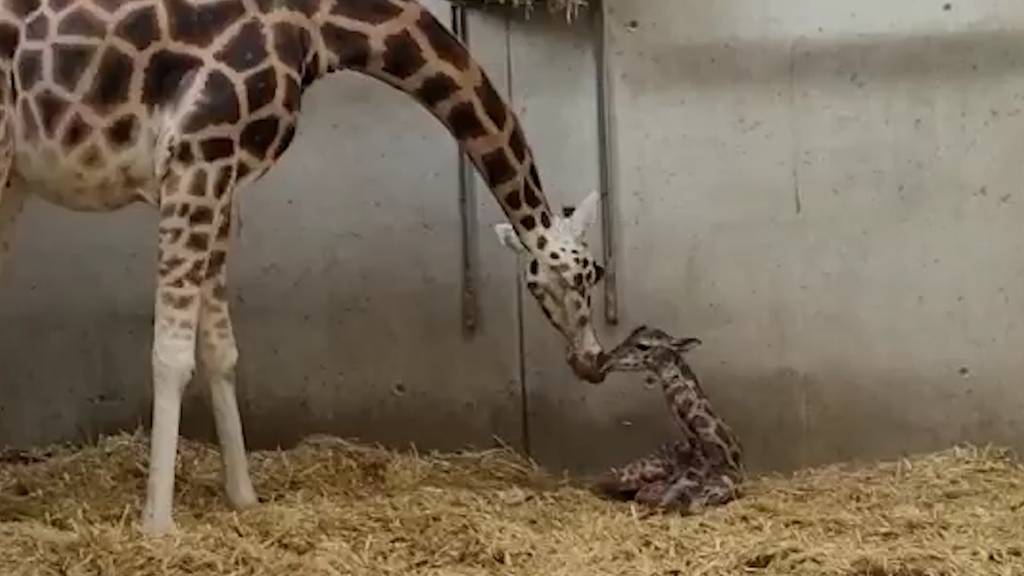 So süss ist das neue Giraffenbaby!