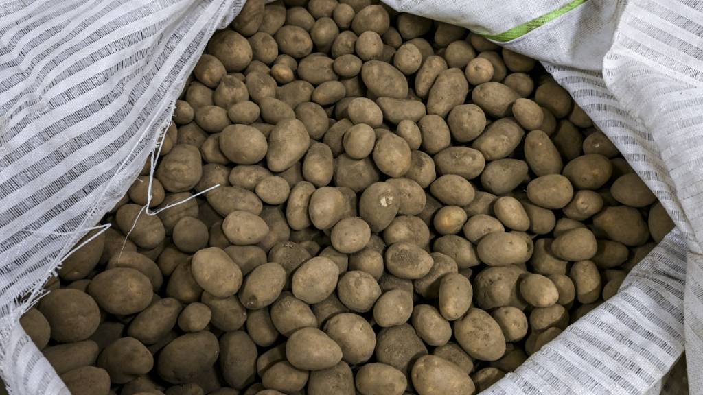 Französische Kartoffelbauern erwarten Ernteeinbruch wegen Hitze