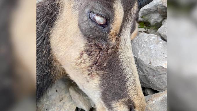 «Ausgelaufene» Augen und blinde Tiere: Im Alpstein geht die Gamsblindheit um