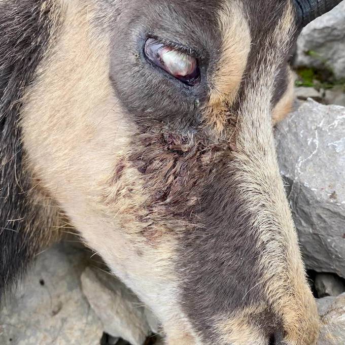 «Ausgelaufene» Augen und blinde Tiere: Im Alpstein geht die Gamsblindheit um