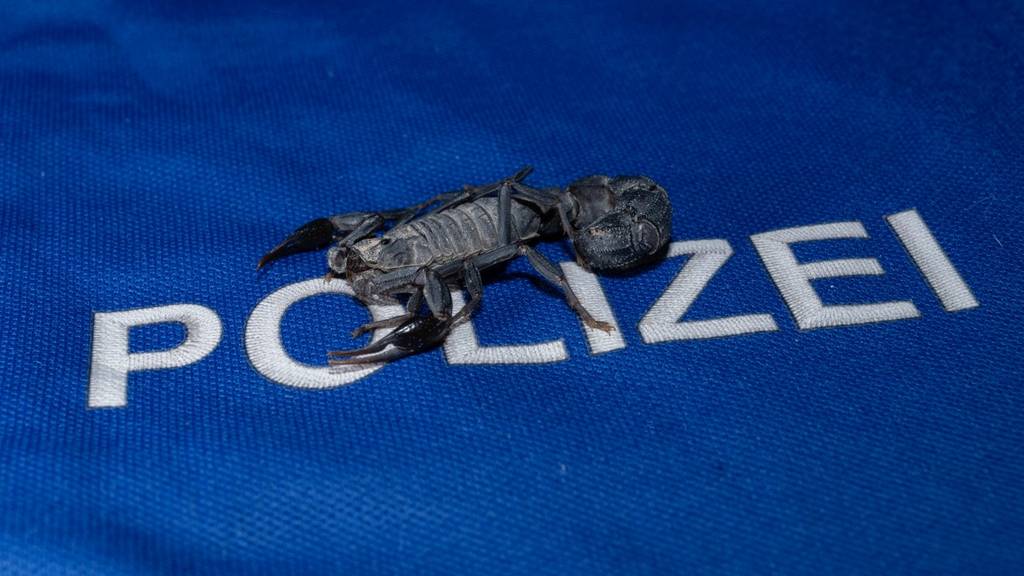 Zürcherin findet Skorpion im Reisegepäck