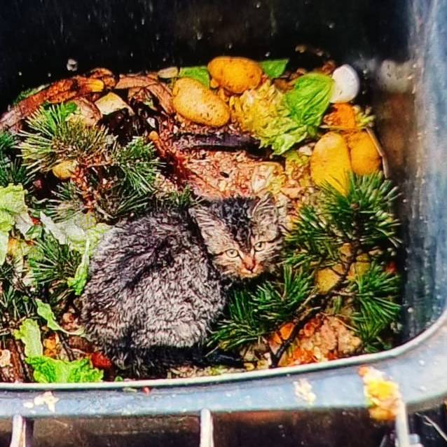 Junges Büsi in Grünabfuhr-Container ausgesetzt – Tierschützer schockiert