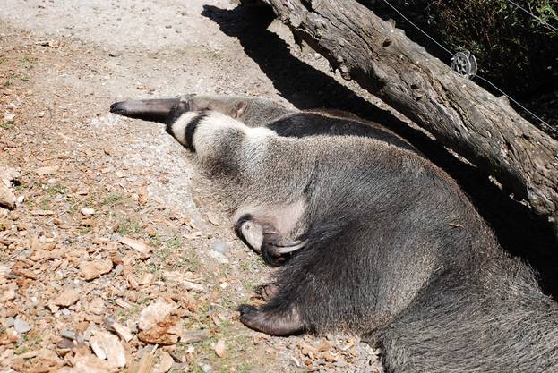 Tierpflegerin im Zoo Zürich: «Es gehört dazu, ausgestellt zu sein