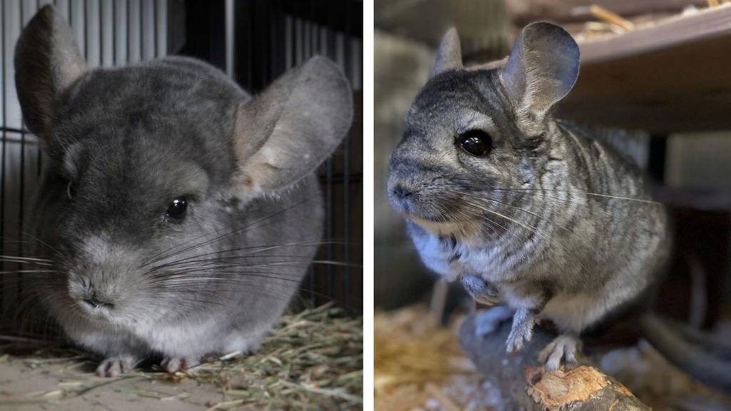 Chinchillas Jerry & Bayu