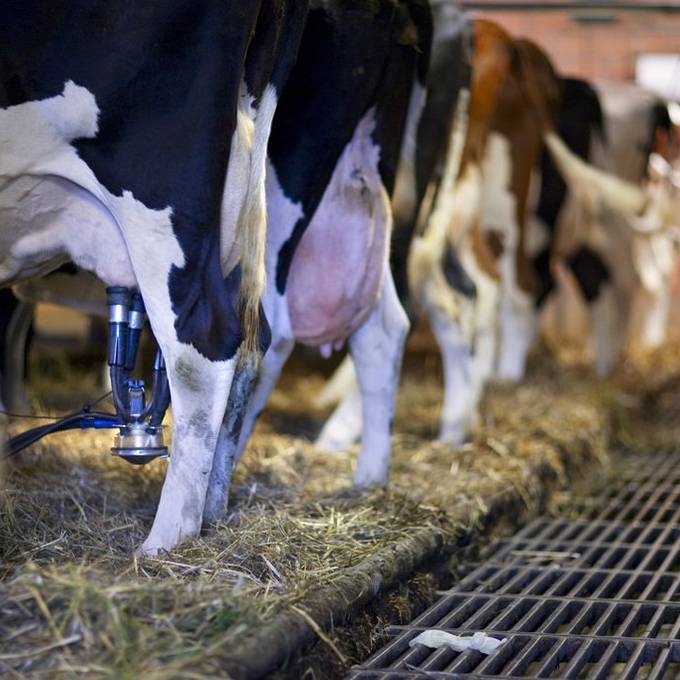 Thurgauer Milchbauern stinkt es gewaltig