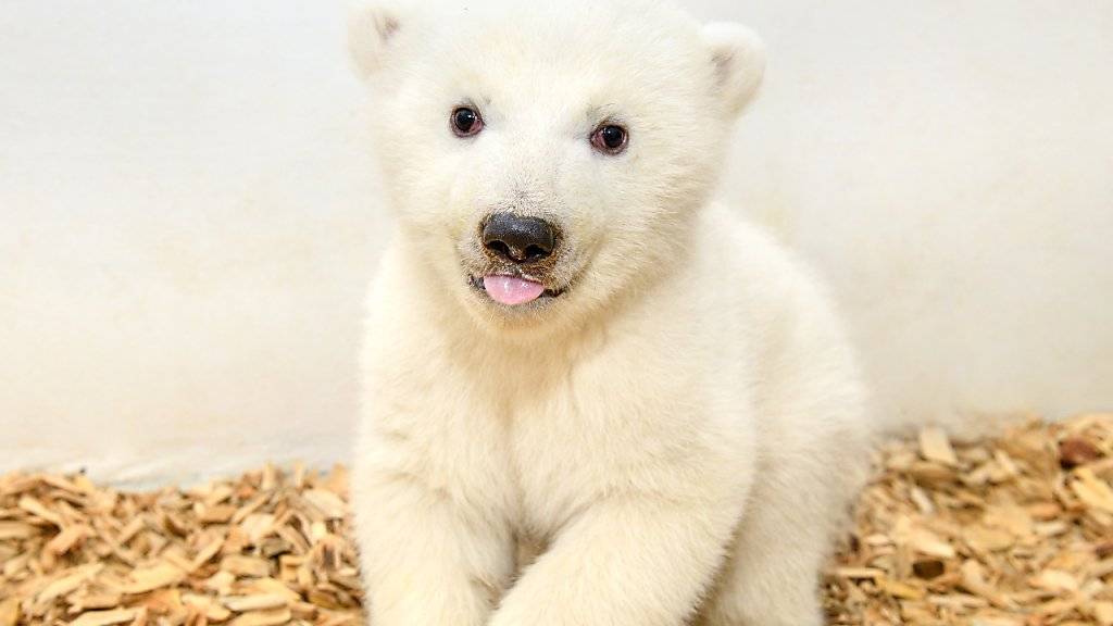 Im Berliner Zoo ist vor elf Wochen dieser Eisbär zur Welt gekommen. Zwei Tierärzte und eine Pflegerin sind am Freitag erstmals ins Gehege der Eisbären gegangen, um tierärztliche Untersuchungen durchzuführen und das Geschlecht zu bestimmen. Das noch namenlose Tier ist ein Mädchen.