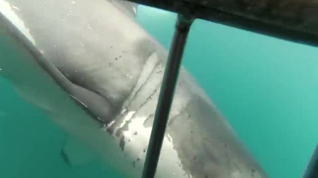 Das könntet ihr sein beim «Shark Diving» in Südafrika