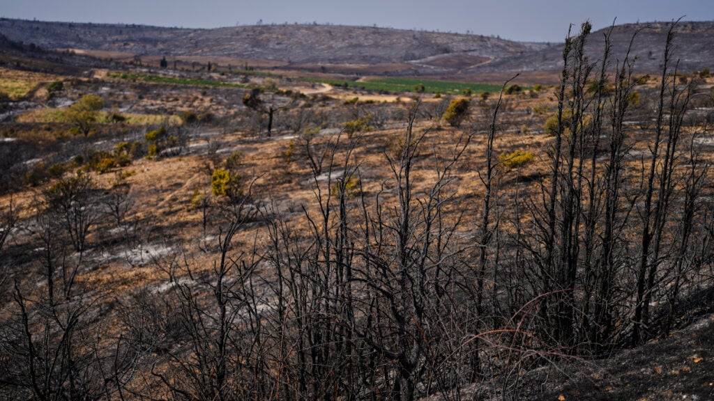 Verbrannte Bäume nach einem großen Waldbrand in Südfrankreich. Foto: Manu Fernandez/AP/dpa