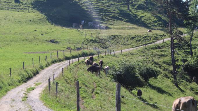 Deshalb kann es diesen Sommer vermehrt zu Kuhattacken kommen