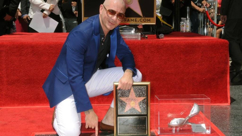 Pitbull mit seinem Stern.