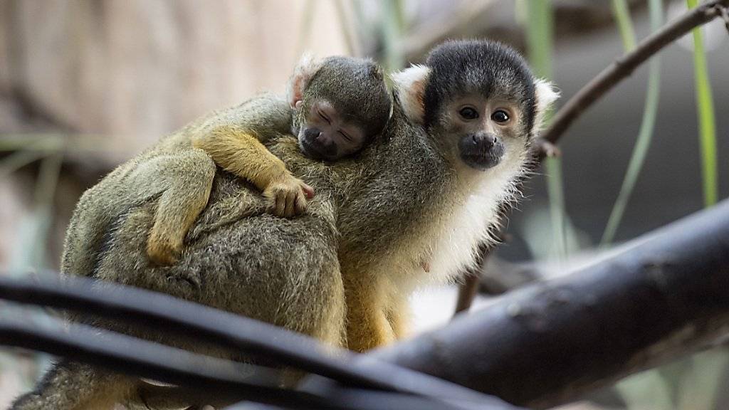 Ein junges Totenkopfäffchen klammert sich im Zoo Basel auf dem Rücken seiner Mutter fest.