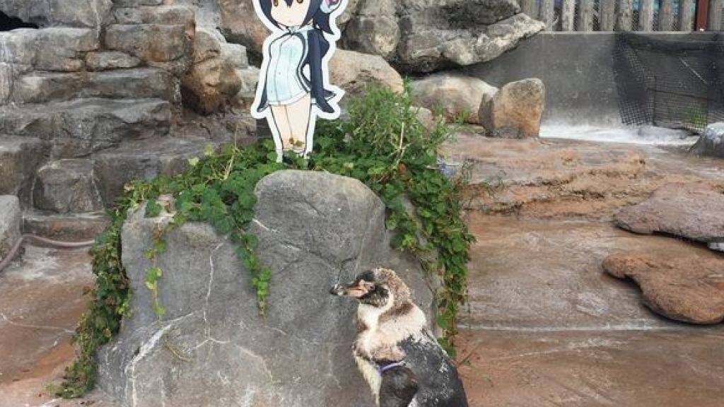 Pinguin Grape und seine grosse Liebe: Die Pappfigur aus einem Comic. Nun ist Grape in einem japanischen Zoo gestorben. (Twitteraccount Zoo Tobu)