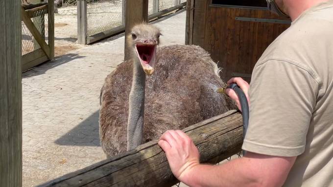 Tiere im Walter Zoo geniessen eine Abkühlung