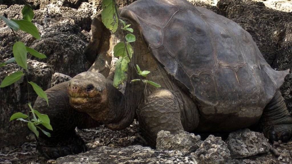 Einbalsamierte Schildkröte «Lonesome George» zurück in ...