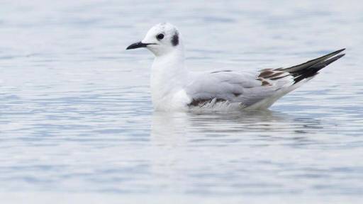 Nordamerikanische Möwe verirrt sich in die Schweiz