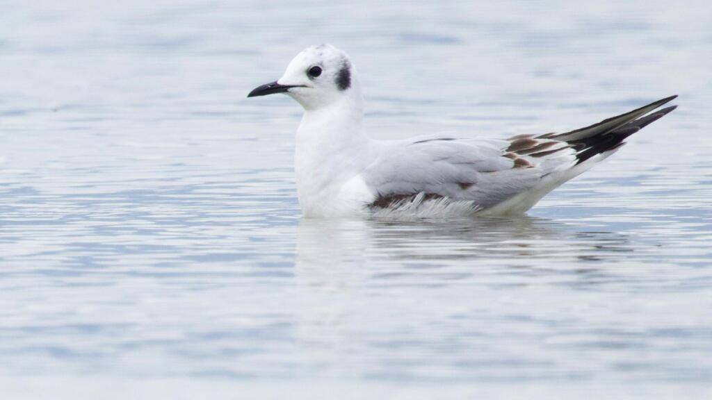 Die Bonapartemöwe wurde von Vogelbeobachter Sebastian Poirier erstmals in der Schweiz entdeckt.