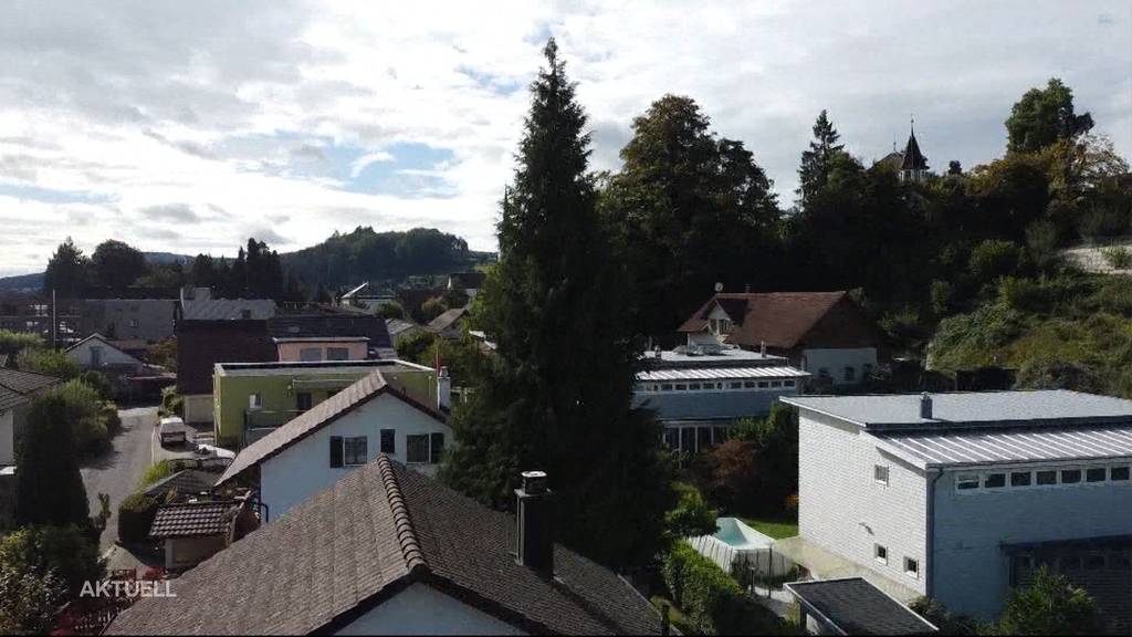 Riesenknatsch um Thuja-Baum in Seon