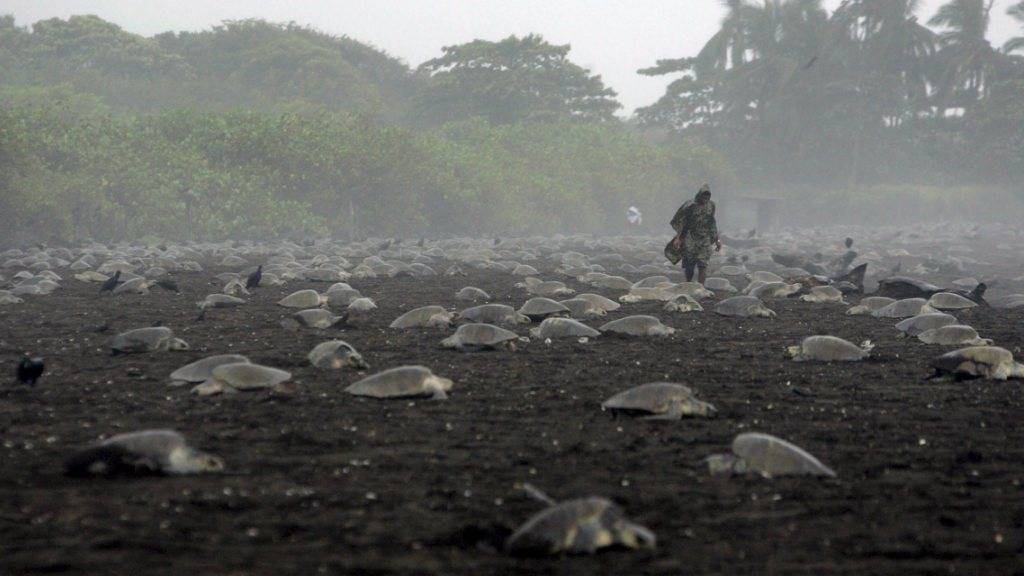 Meeresschildkröten legen Eier am Strand von Guanacaste in Costa Rica: Tierschützer Jairo Mora musste wegen dem Einsatz für die Tiere sein Leben lassen. (Archivbild)