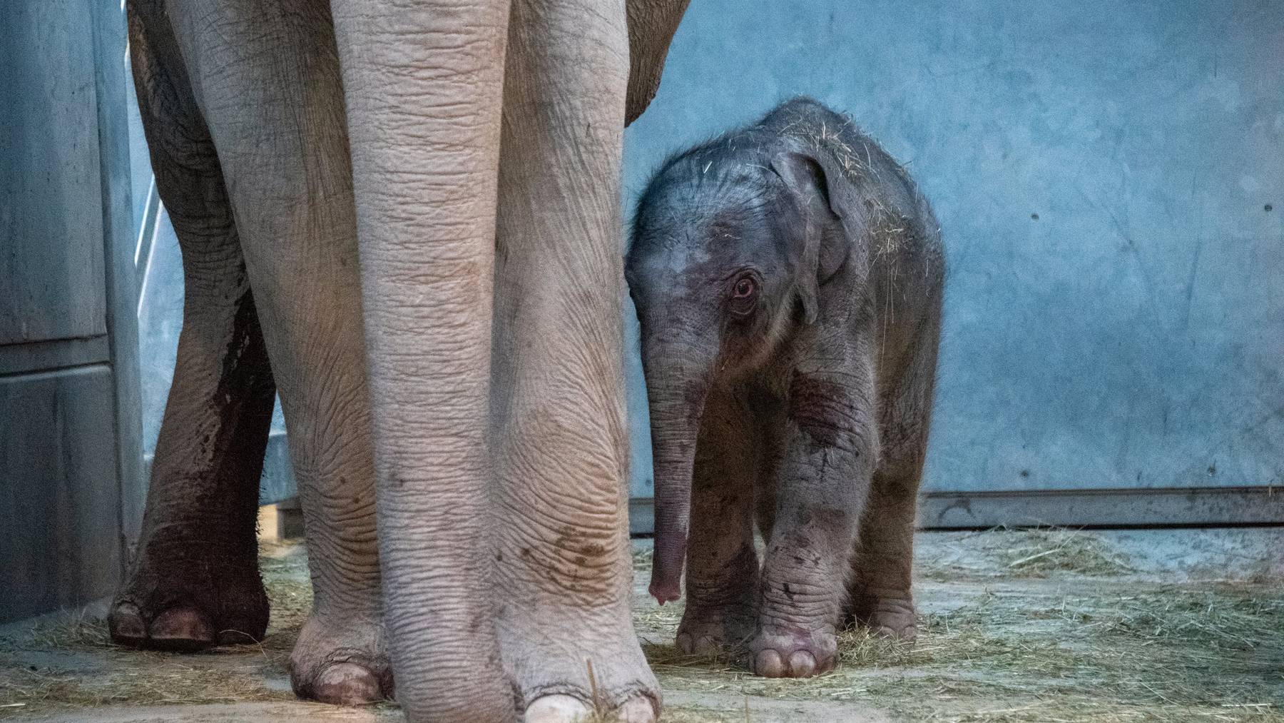 Das Elefantenbaby kam in den frühen Morgenstunden zur Welt.