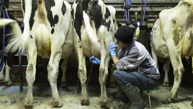 Bald gibt es faire Milch in der Ostschweiz