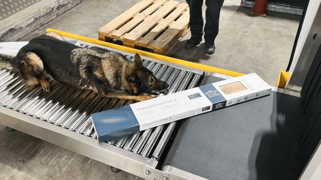 Diensthund Iam half am Flughafen Zürich, 128 Kilogramm Haschisch in einer Frachtsendung sicherzustellen. Die Betäubungsmittel waren in 30 Kartons versteckt.