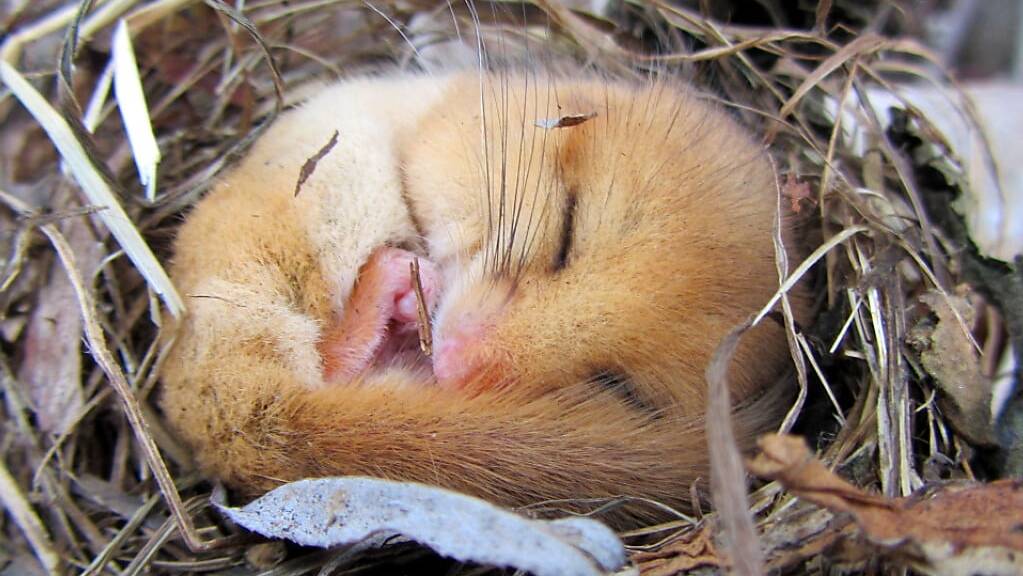 Siebenschläfer halten einen langen Winterschlaf. Um harte Zeiten zu überleben, besitzen die Tiere diese Fähigkeit wahrscheinlich bereits seit 34 Millionen Jahren. (Pressebild)