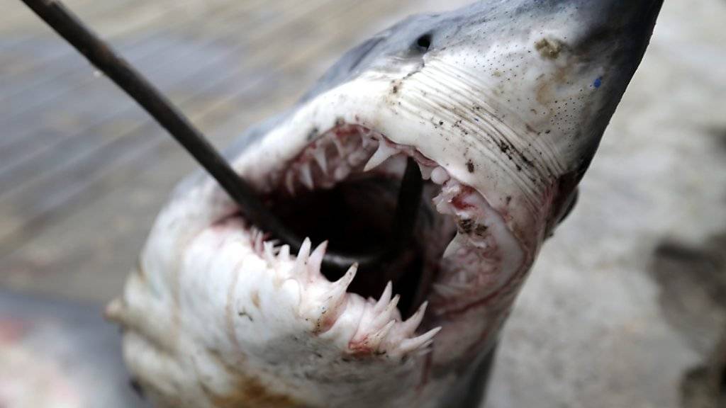 Vor allem Haie, die sich langsam fortpflanzen, werden durch den Handel mit Haiflossen dezimiert. (Archivbild)