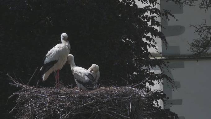 Mieser Frühling ist Küken-Killer: Fast alle Jungstörche in Uznach erfroren
