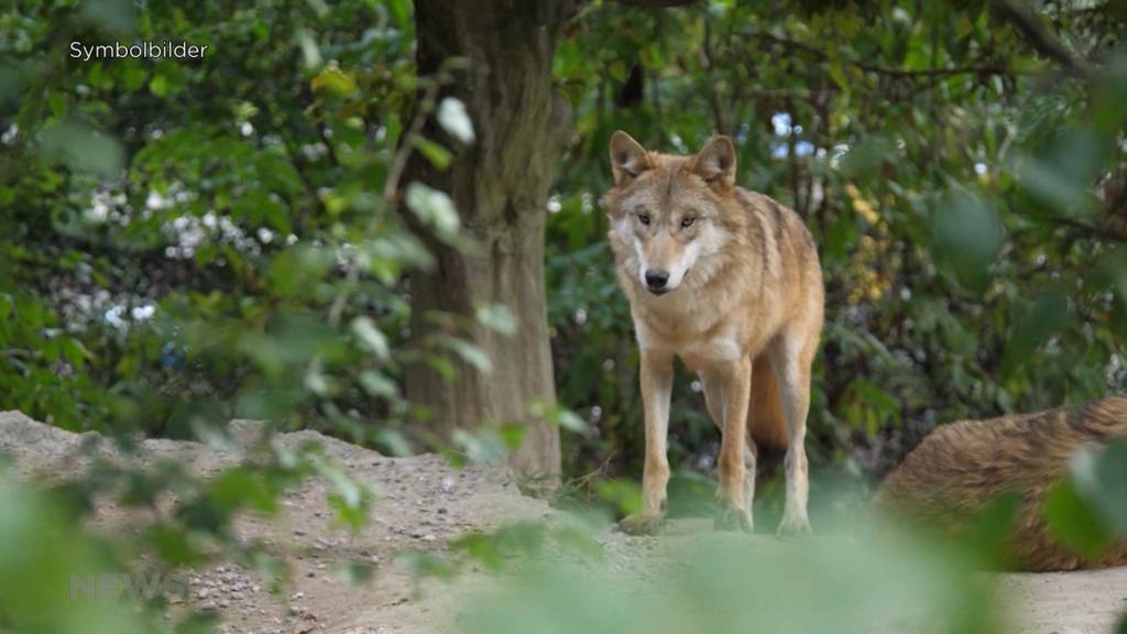 SVP-Grossrat fordert: Wolf im Gantrischgebiet soll abgeschossen werden