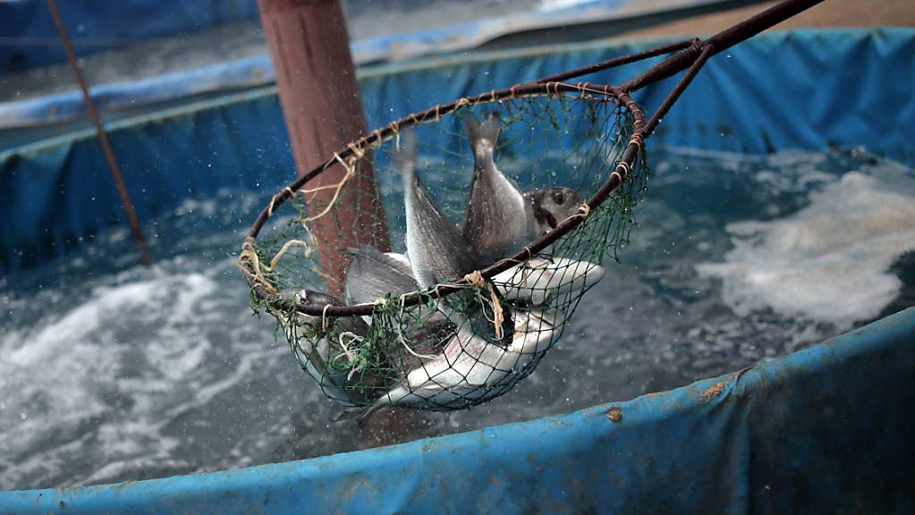 Die unbekannten Täter fischten aus einem vollen Zuchtbecken rund 700 Kilogramm Fisch. (Symbolbild)