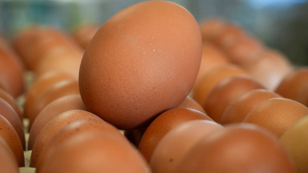 Weil in der Schweiz mehr Eier gegessen als im Inland produziert werden, hat der Bundesrat das Zollkontingent für Importeier erhöht. (Themenbild)
