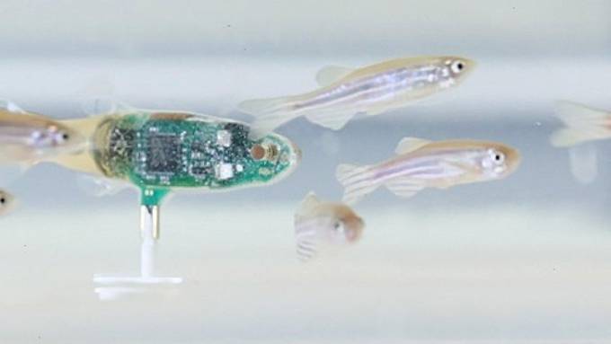 Ein Robo-Fisch als Geheimagent