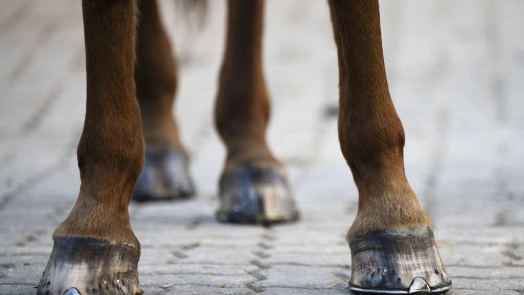 Mit einem Huftritt hat ein Pferd einen 34-jährigen Mann in Diepoldsau schwer verletzt. (Archivbild)