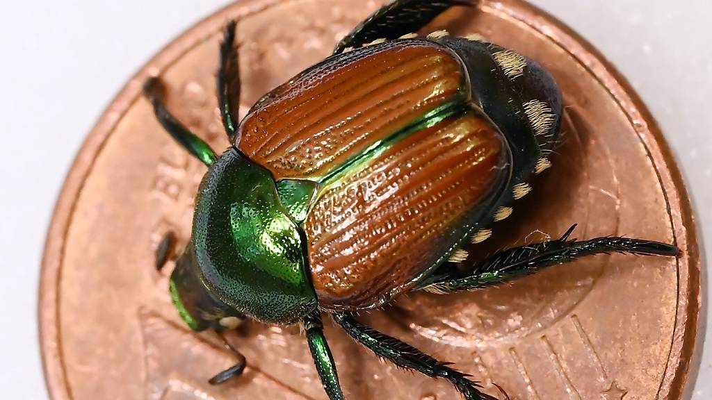 Bis jetzt ist die Eindämmung des Japankäfers in Kloten geglückt. Die in den vergangenen Tagen gemeldeten Käfer entpuppten sich alle als Rosenkäfer oder Wanzen. (Symbolbild)
