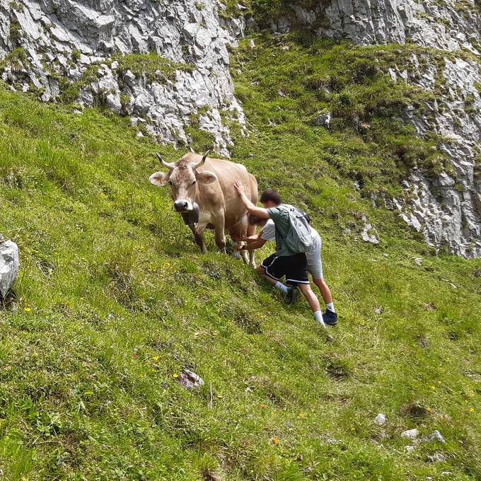 Alpstein-Touristen melken Kuh – Bäuerin versteht die Welt nicht mehr