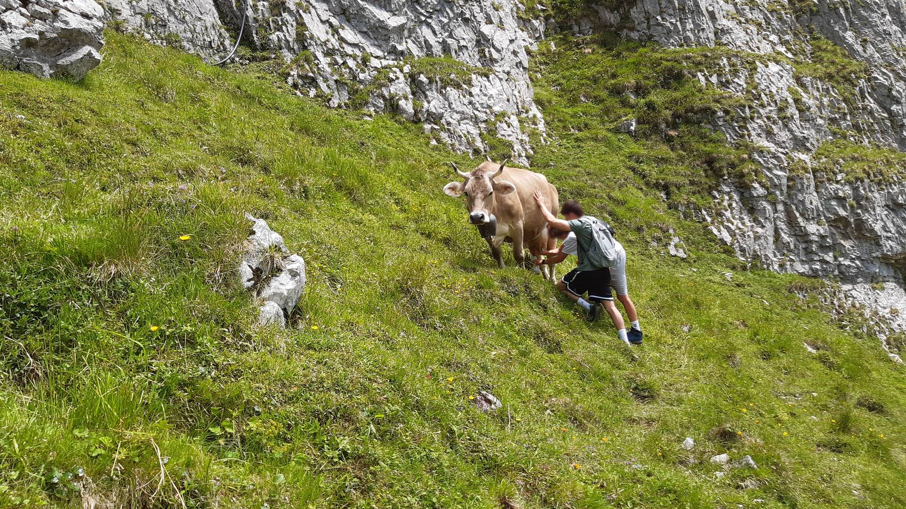Die beiden Wanderer melken im Alpstein ohne Erlaubnis eine fremde Kuh.